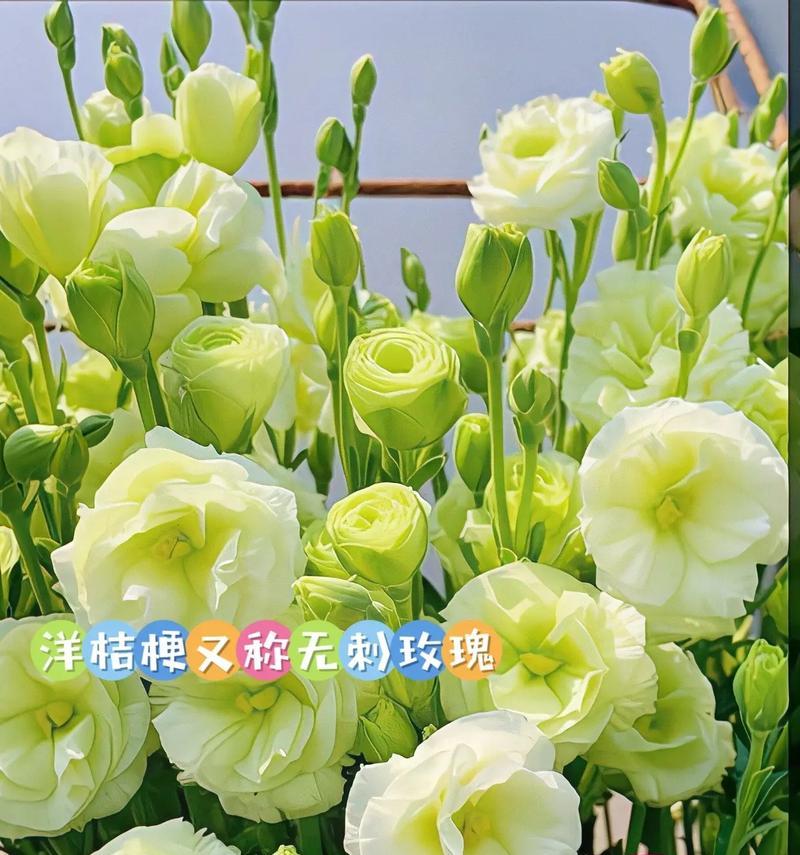 绿色的刺代表什么寓意的花？绿色的刺的花语是什么？
