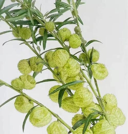 绿色的刺代表什么寓意的花？绿色的刺的花语是什么？