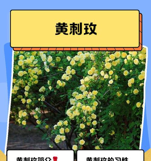 绿色的刺代表什么寓意的花？绿色的刺的花语是什么？