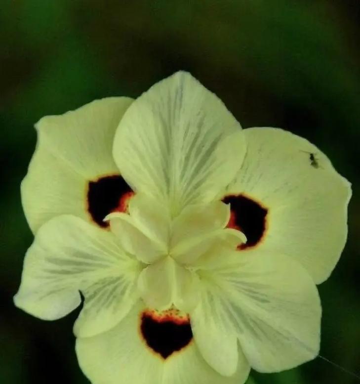 浅绿色的花代表什么含义？浅绿色花语有哪些？
