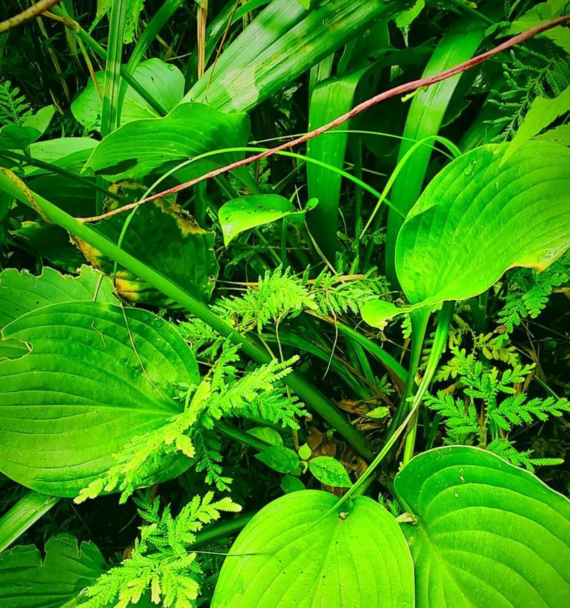 浅绿色的花代表什么含义？浅绿色花语有哪些？