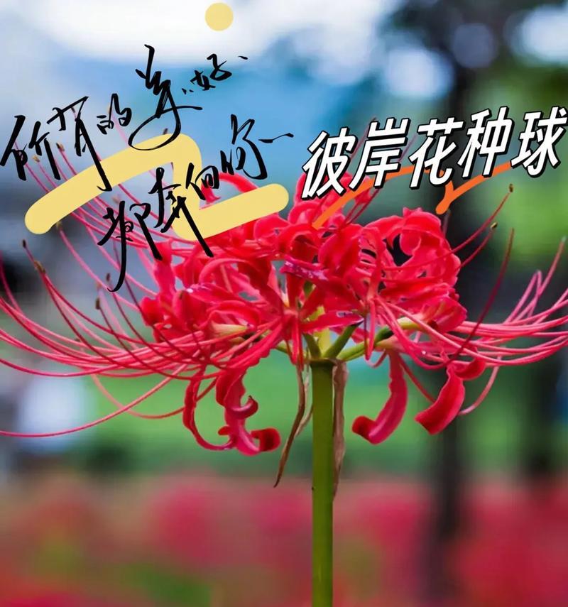 不同颜色彼岸花各自代表了什么意义？