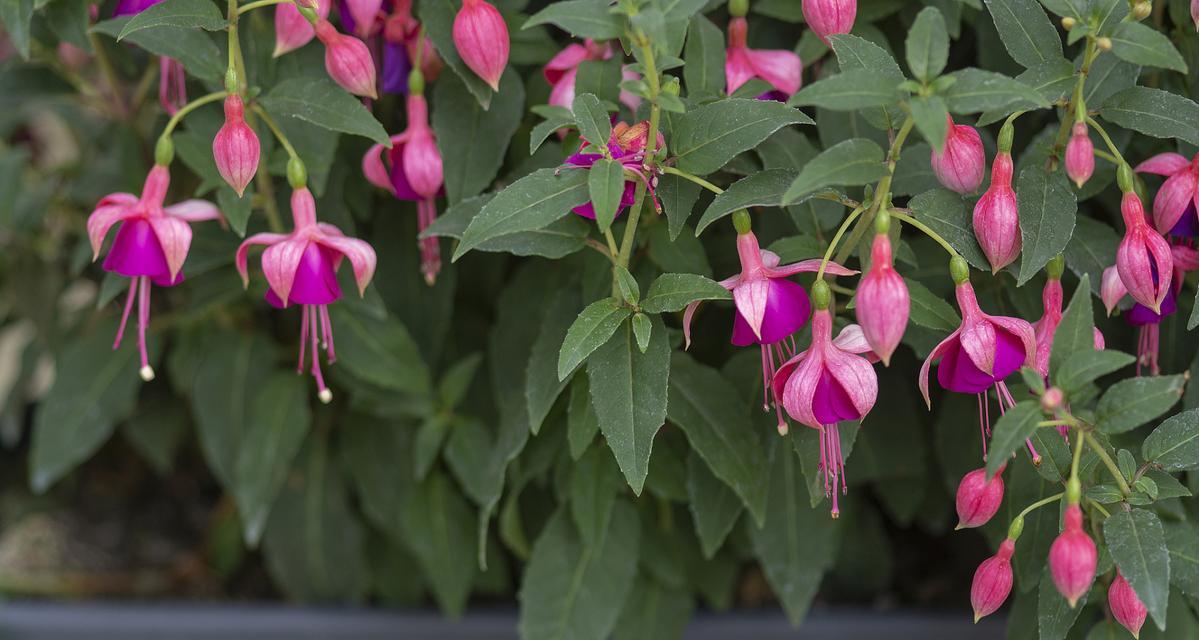 竹节花代表什么？送竹节花的深层含义是什么？