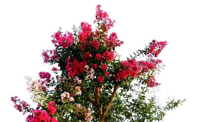 谷花节有哪些传统含义和象征意义？