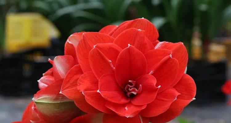 新年送红色花的寓意是什么？红色花在新年代表什么？