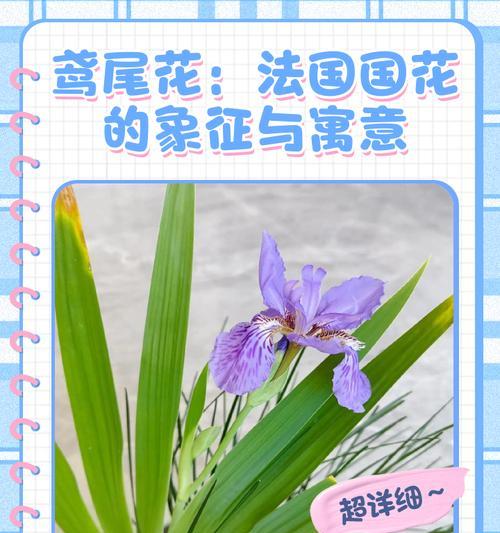 法国什么象征爱情的花？法国象征爱情的花卉有哪些？
