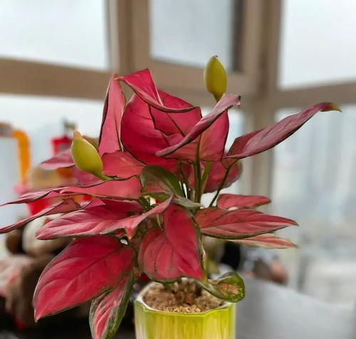 春节摆放什么花有吉祥寓意？春节花语有哪些讲究？