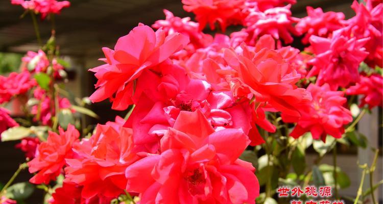 中秋节的花塔意义是什么？花塔在中秋节传统中代表什么？