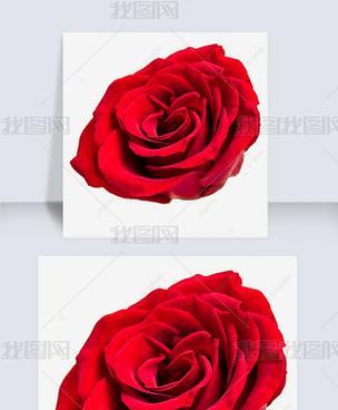红色的花象征什么？红色花卉的寓意有哪些？