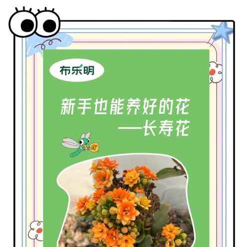哪种长寿花寓意最好看？