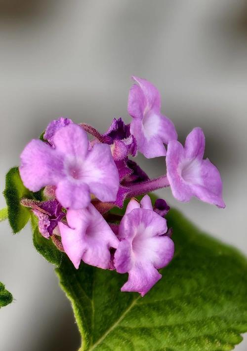 龙南紫色花的花语是什么？它象征着什么？