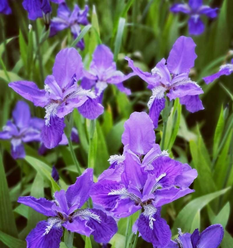 龙南紫色花的花语是什么？它象征着什么？