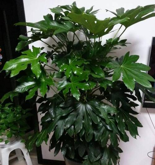 分手时给伴娘捧花的寓意是什么？这种做法有何含义？
