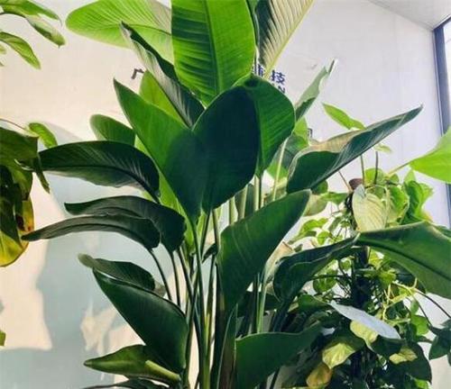 分手时给伴娘捧花的寓意是什么？这种做法有何含义？