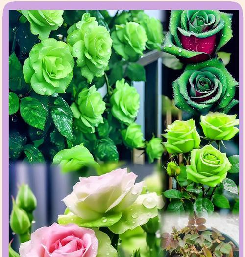 绿色玫瑰花象征着什么？