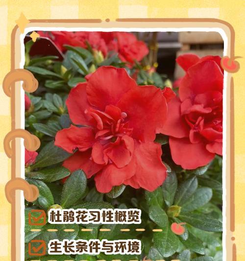 杜鹃花为何象征好运吉祥喜庆？它的寓意是什么？