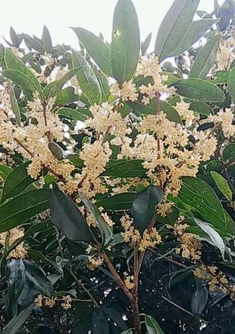 中秋节花语祝福怎么说？中秋花语有哪些？