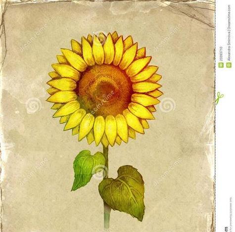 中秋节花语祝福怎么说？中秋花语有哪些？