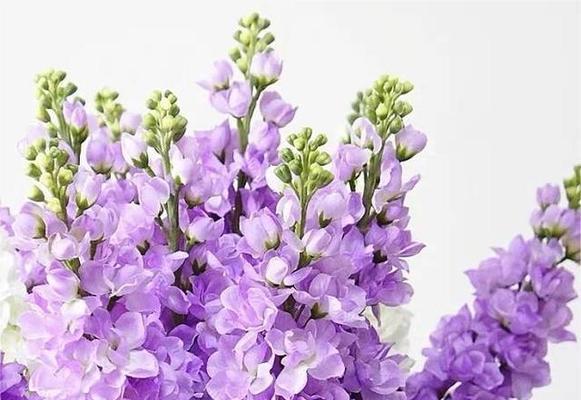 中秋节花语祝福怎么说？中秋花语有哪些？