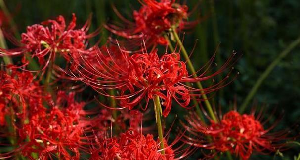 红色石蒜花代表什么？红色石蒜花的寓意是什么？