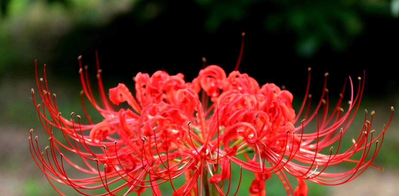 红色石蒜花代表什么？红色石蒜花的寓意是什么？