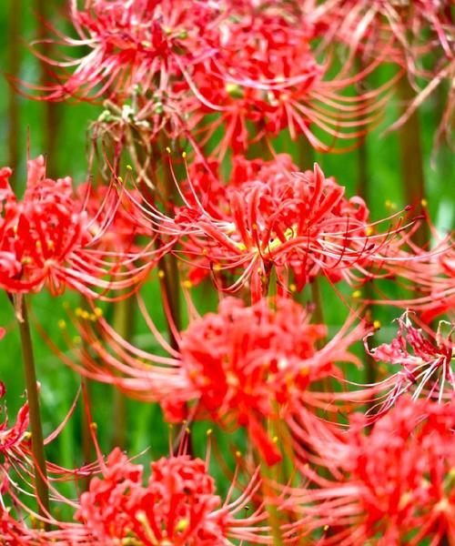 红色石蒜花代表什么？红色石蒜花的寓意是什么？