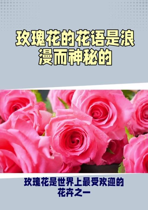 送人浪漫玫瑰花代表什么？它的花语有哪些？