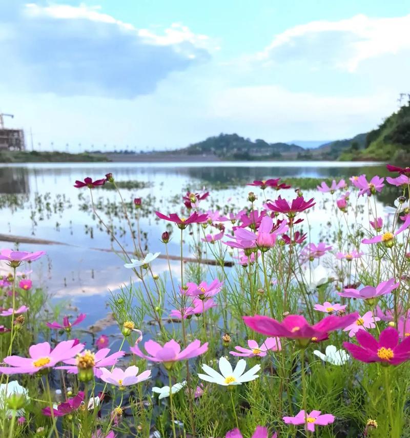 哪些花的花语代表幸福？象征幸福的花有哪些？