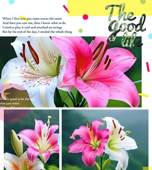 哪些花的花语代表幸福？象征幸福的花有哪些？