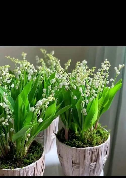 送爷爷奶奶手捧花有什么寓意？选择什么样的花最合适？