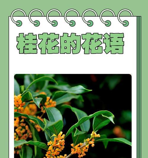 哪种花象征着祝愿别人幸福？