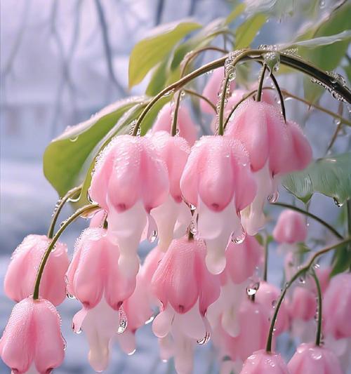 哪些花卉代表好运？如何用这些花来装饰家居？