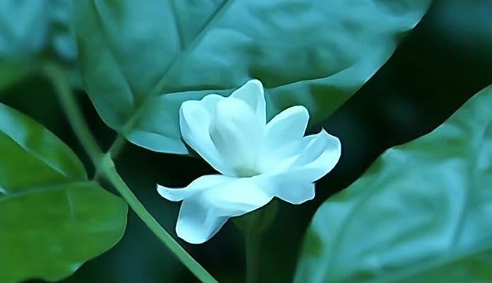 端午节戴茉莉花有何寓意？