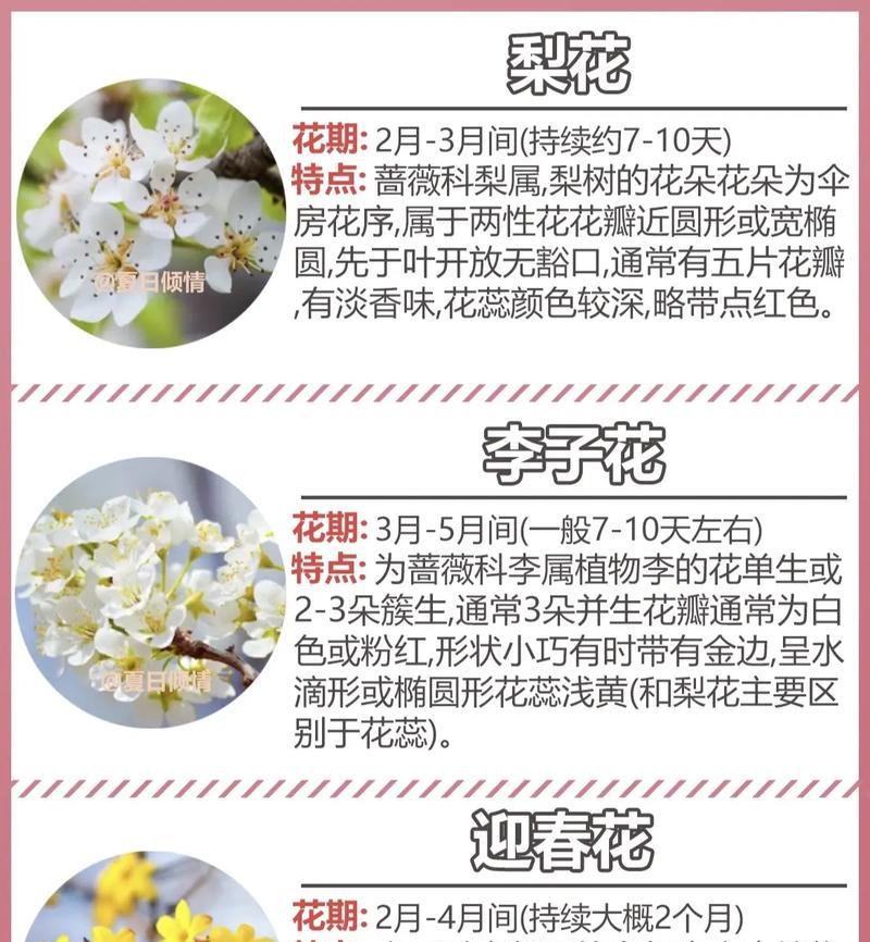 着色花语是什么？如何理解各种颜色花朵的含义？
