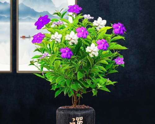 五色花搭配两片叶子的寓意是什么？
