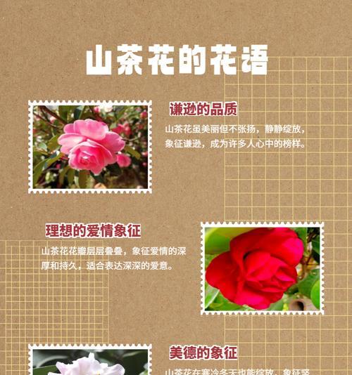 五色花搭配两片叶子的寓意是什么？