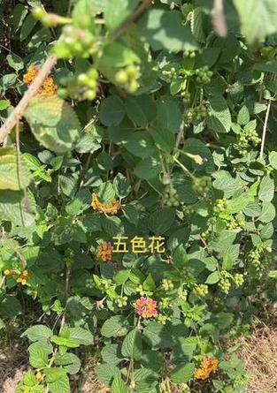 五色花搭配两片叶子的寓意是什么？