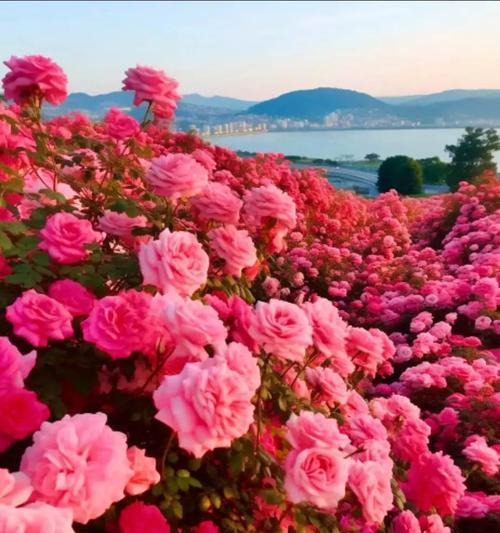 蓝色马蹄莲手捧花代表什么？它的寓意有哪些？