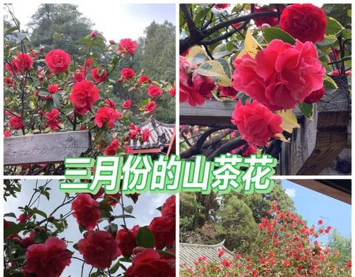 春天种的花象征爱情吗？哪些花最能代表爱情？