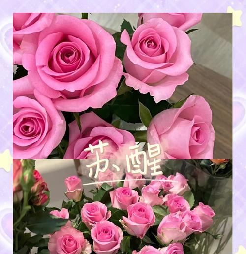 粉色玫瑰花的寓意和象征是什么？