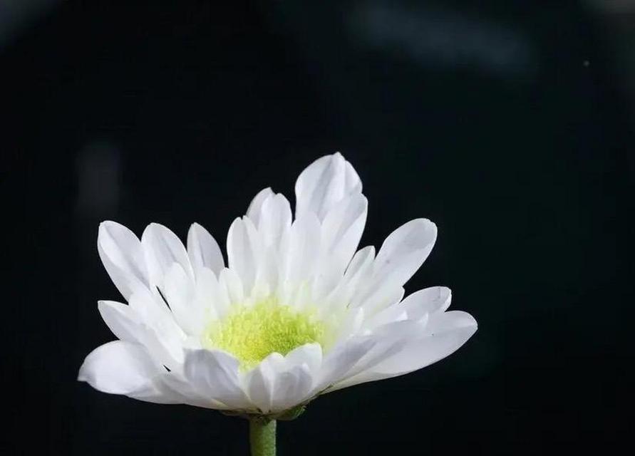 过世老人拿花的意义是什么？