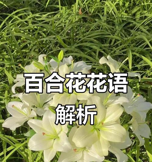 绿色百合花的含义是什么？百合花颜色与象征意义的关系？