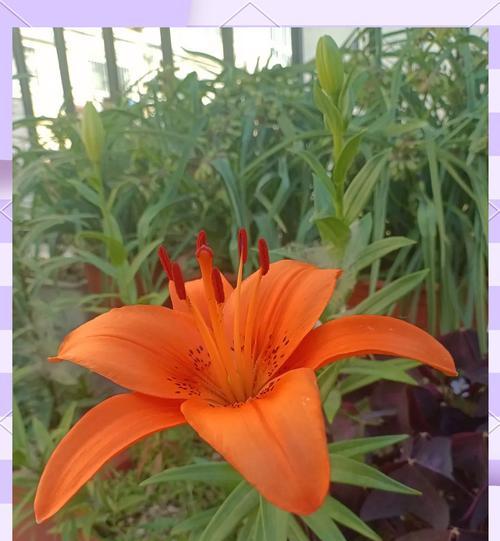 绿色百合花的含义是什么？百合花颜色与象征意义的关系？
