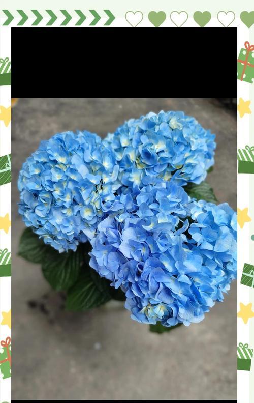 手持浪漫花语有何特别之处？手持浪漫花语的含义是什么？