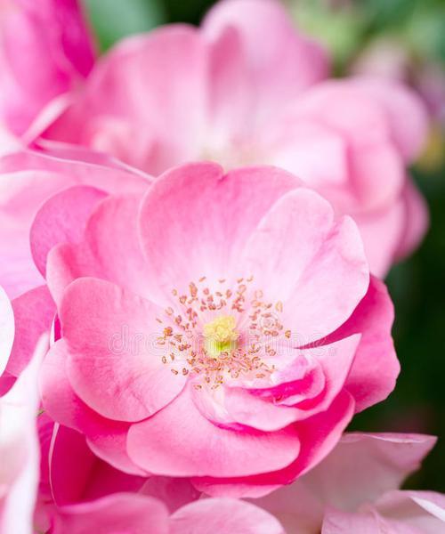 粉色的花代表什么？粉色的花的寓意是什么？