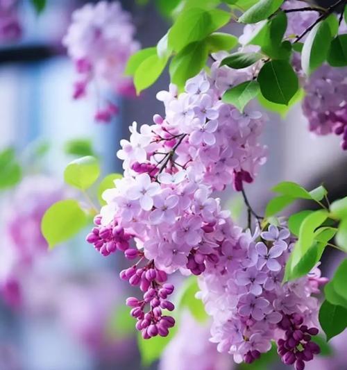 紫色妖灵手捧花寓意什么？如何选择寓意特别的手捧花？