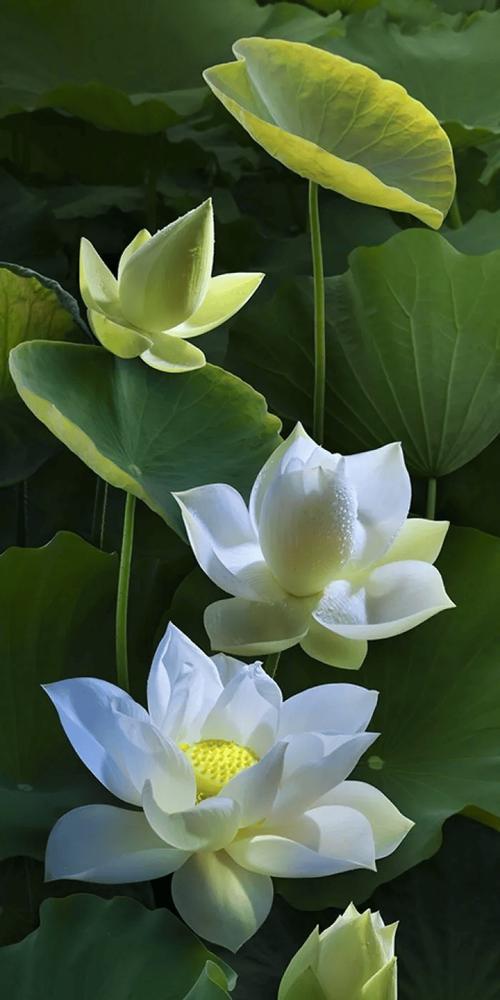 哪些花代表吉祥和幸福？
