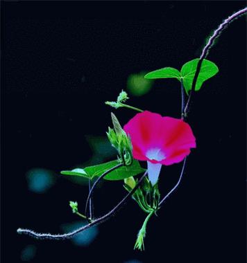黑色的花象征着什么？