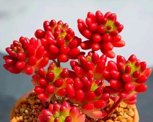 白色珠珠手捧花代表什么？其寓意和象征是什么？