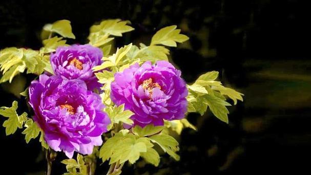 哪些花不需要节日赋予意义？它们的寓意是什么？